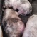 三元、良杂、太湖生猪220至600斤的，产地直发