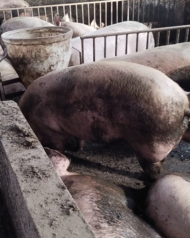 三元、良杂、太湖生猪220至600斤的，产地直发