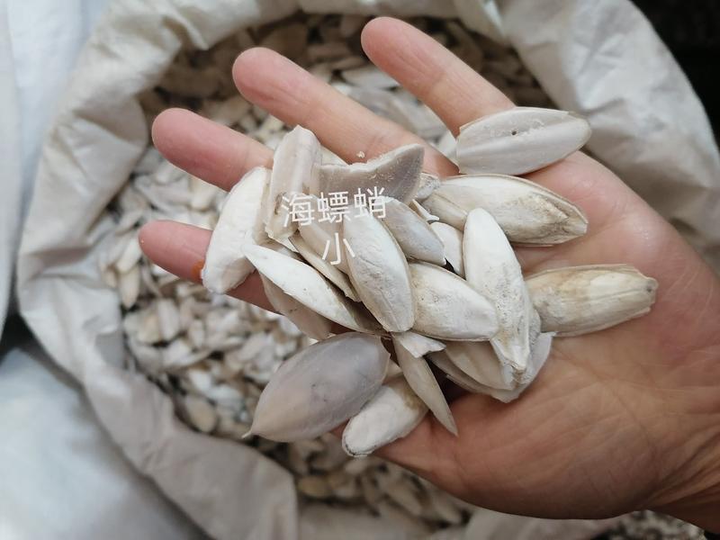海螵蛸批发零售各种规格中药材各种规格