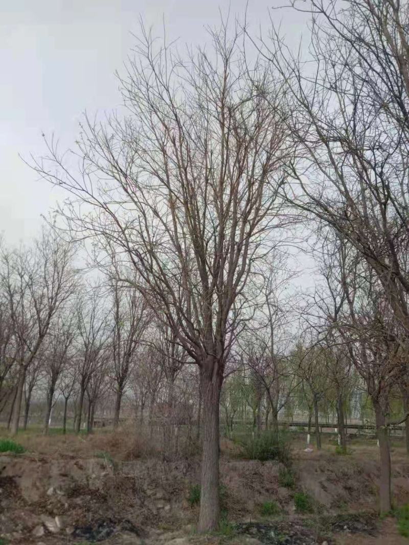 国槐20公分至45公分全冠需要老板的联系