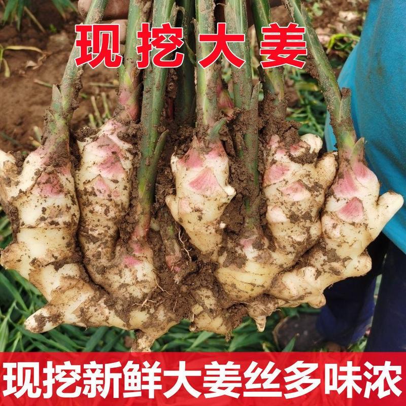 【河北】新鲜大黄姜批发农民现挖现发姜丝多味浓