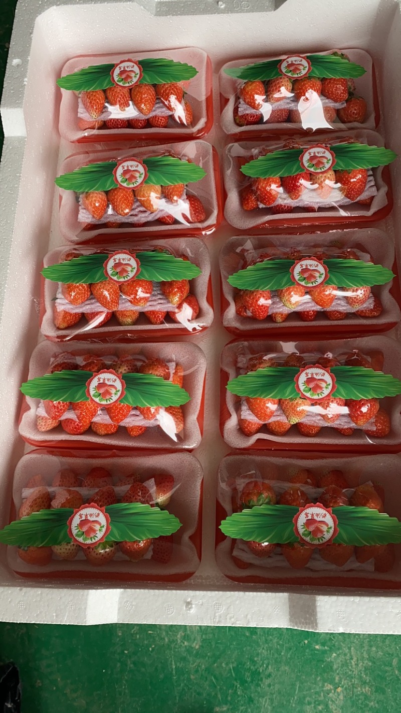 精品奶油草莓新鲜上市/专业流水线/各种精美包装/包您满意