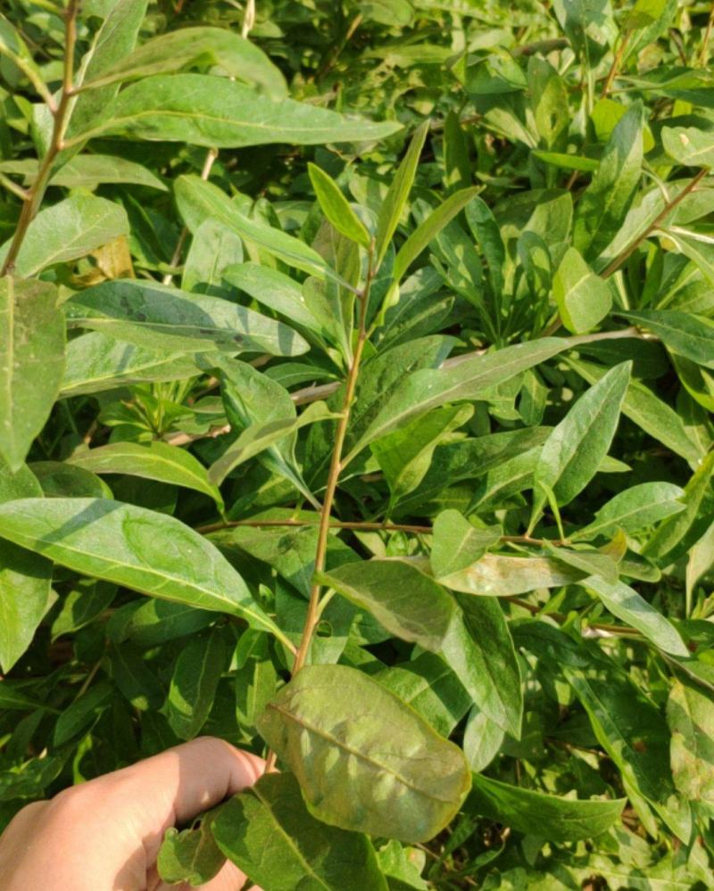 菜枸杞苗菜用枸杞种子枸杞芽种苗叶用枸杞苗高产枸杞头种子