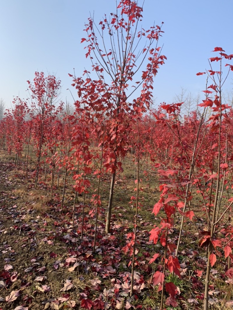 大量供应1公分到18公分美国红枫，基地直供，优惠多多