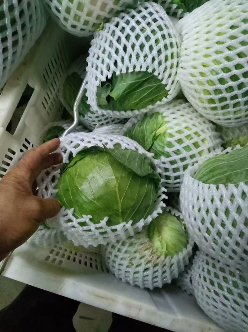 【热卖】云南甘蓝产地直发，一手货源，大量有货，菜质清秀