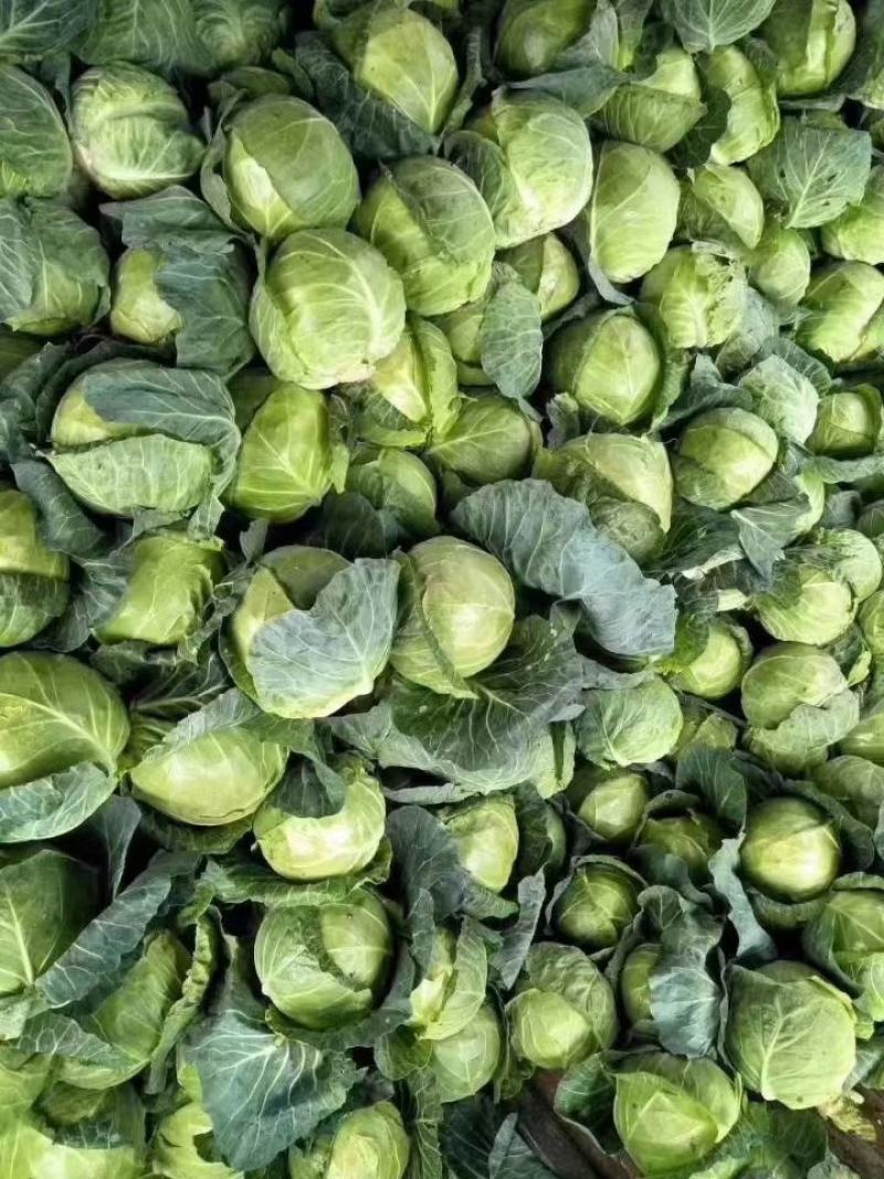 【热卖】云南甘蓝产地直发，一手货源，大量有货，菜质清秀