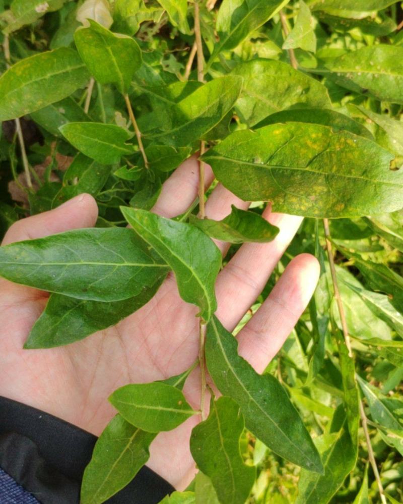 叶用枸杞苗大叶菜用枸杞种苗高产枸杞芽苗无刺枸杞苗食用