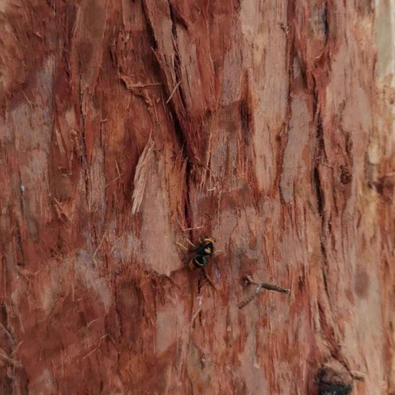 胡蜂筑巢材料红桉树皮