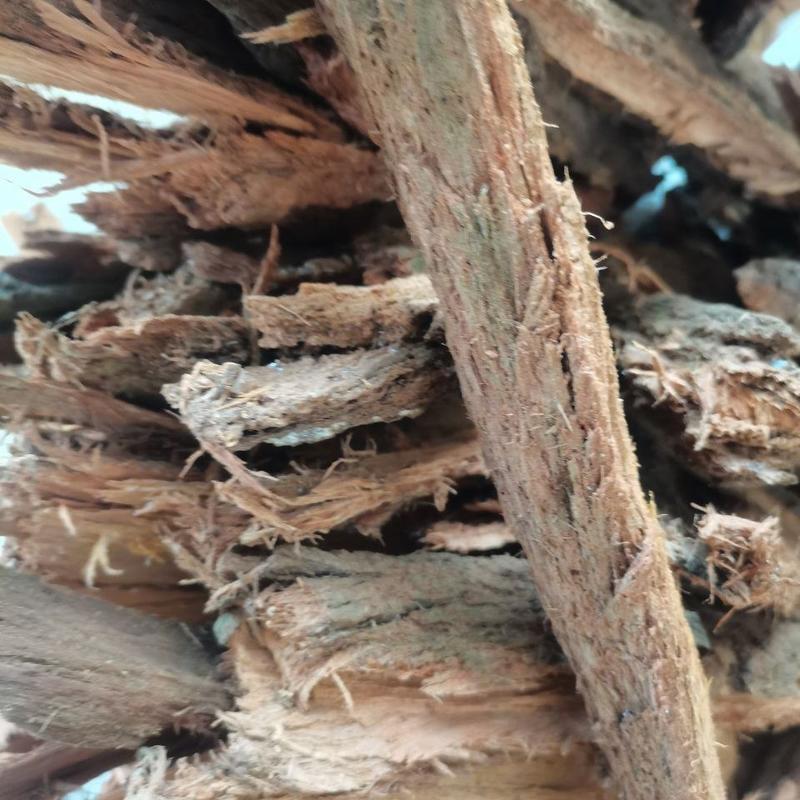 胡蜂筑巢材料红桉树皮