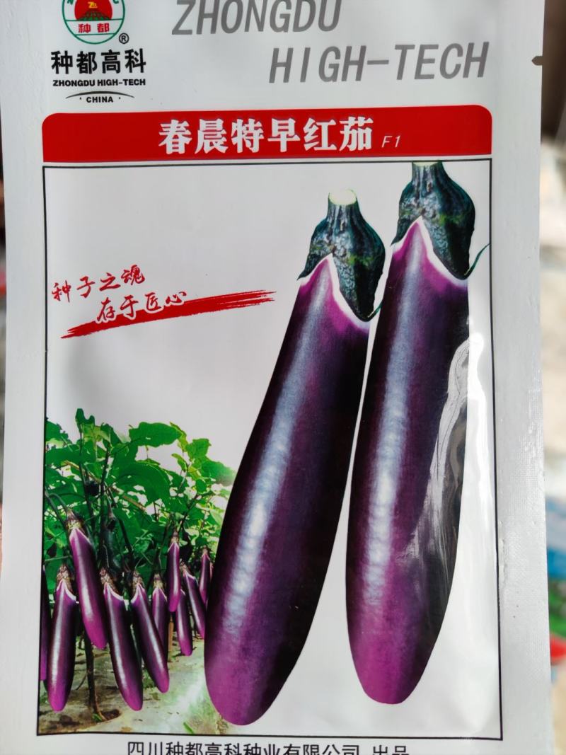 春晨特早红茄茄子种子，连续座果色泽紫红！