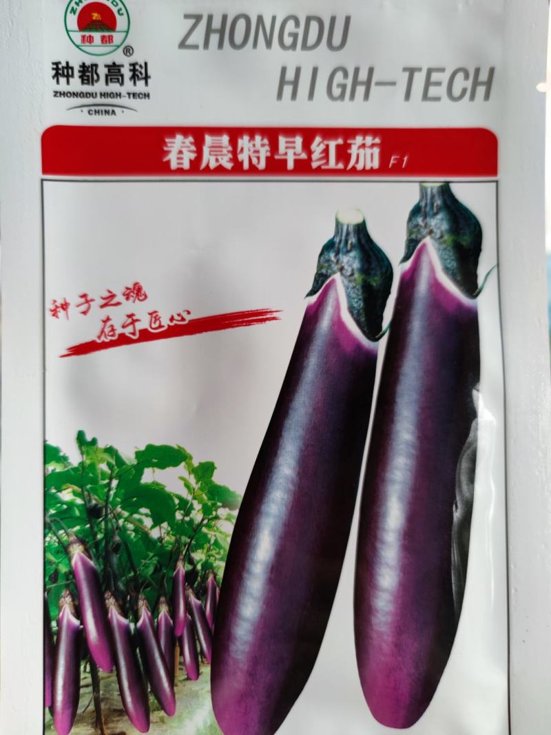 春晨特早红茄茄子种子，连续座果色泽紫红！