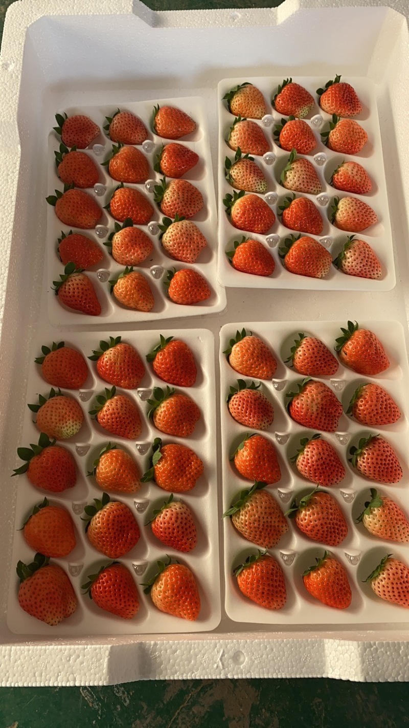 精品草莓大量上市。专业流水线。各种精美包装。