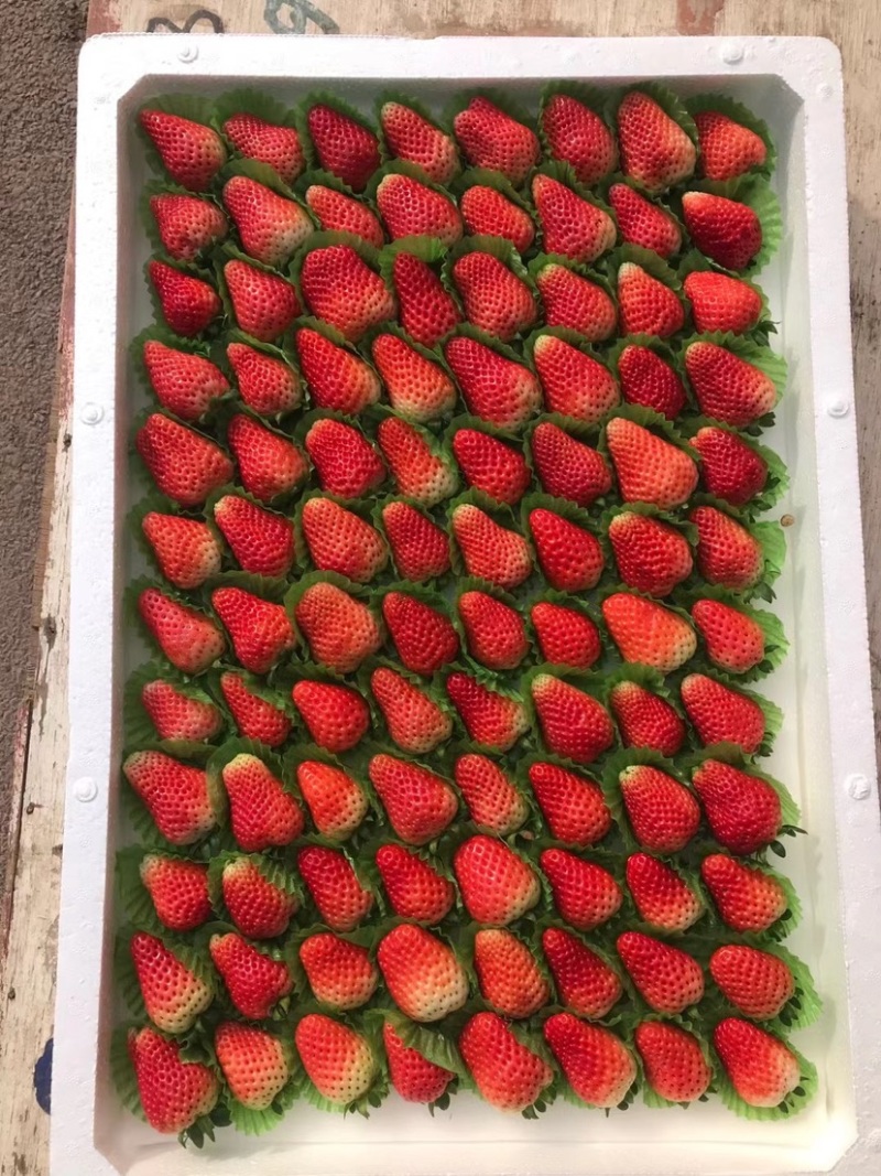 精品草莓大量上市。专业流水线。各种精美包装。