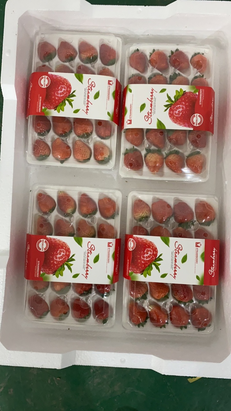 精品草莓大量上市。专业流水线。各种精美包装。