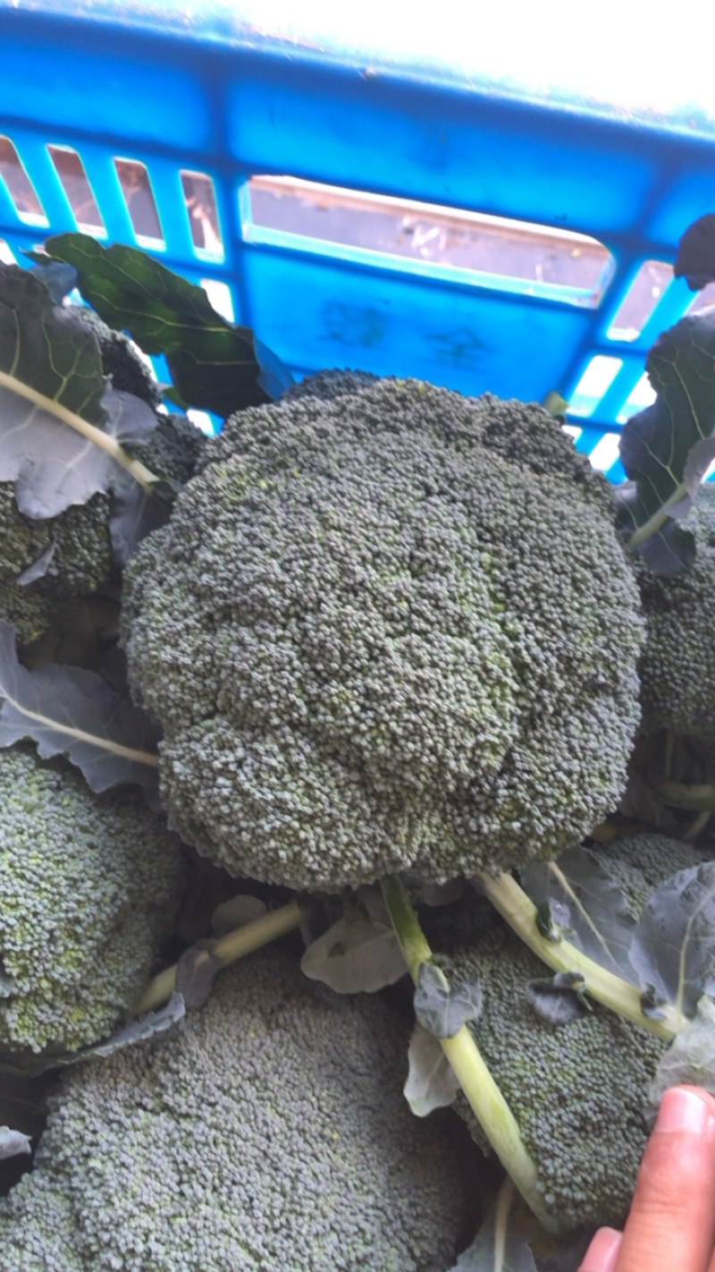 翡翠西兰花基地，品相优良，货源充足长期稳定供货