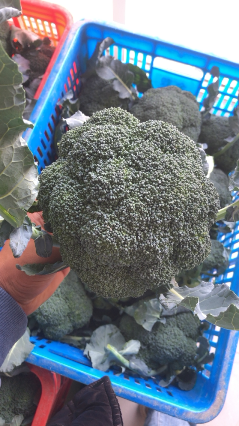 翡翠西兰花基地，品相优良，货源充足长期稳定供货