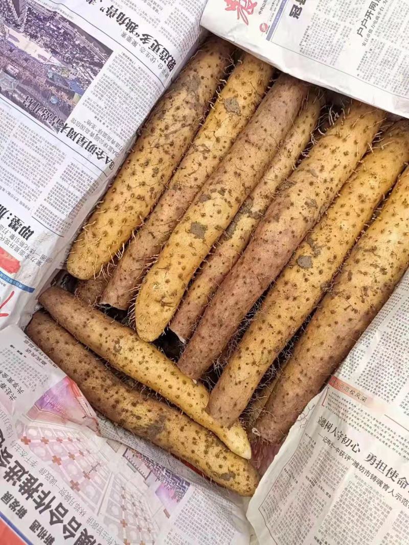 山东省青岛市平度市山药白玉山药大量现货诚信经营