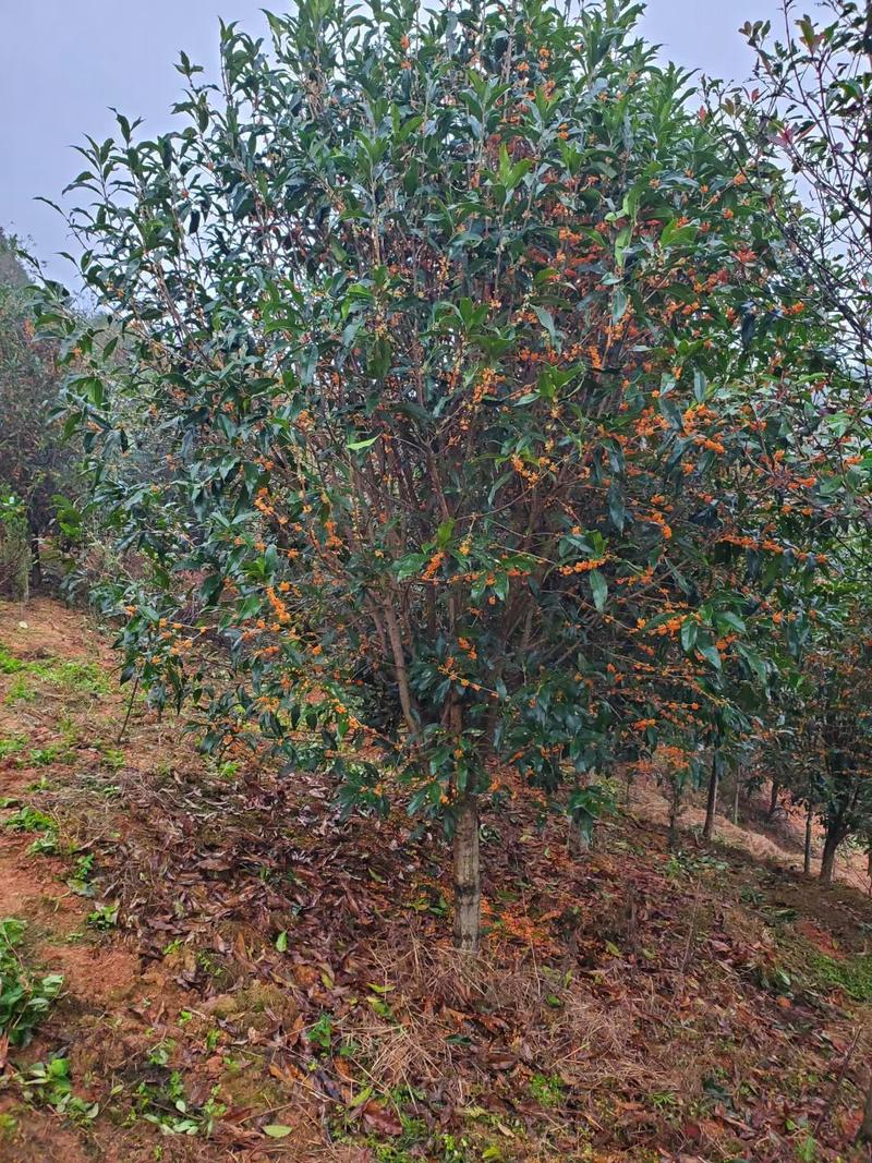 桂花树丹桂福建丹桂量大价优