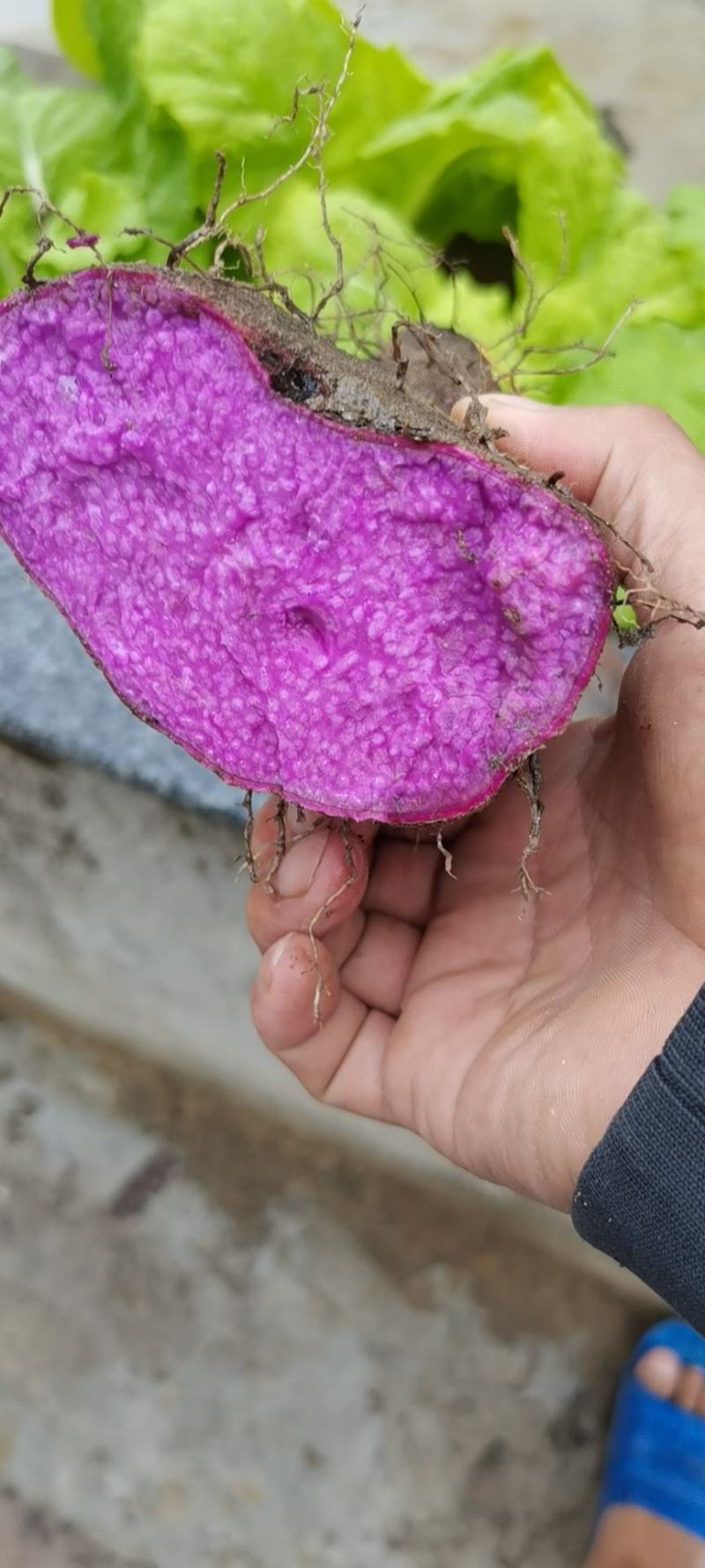 紫山药