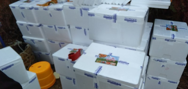 广西沙糖桔已大量上市邀您合作共