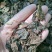 鹿衔草，野生正品无硫质量保证，经营各种中药材欢迎咨询选购