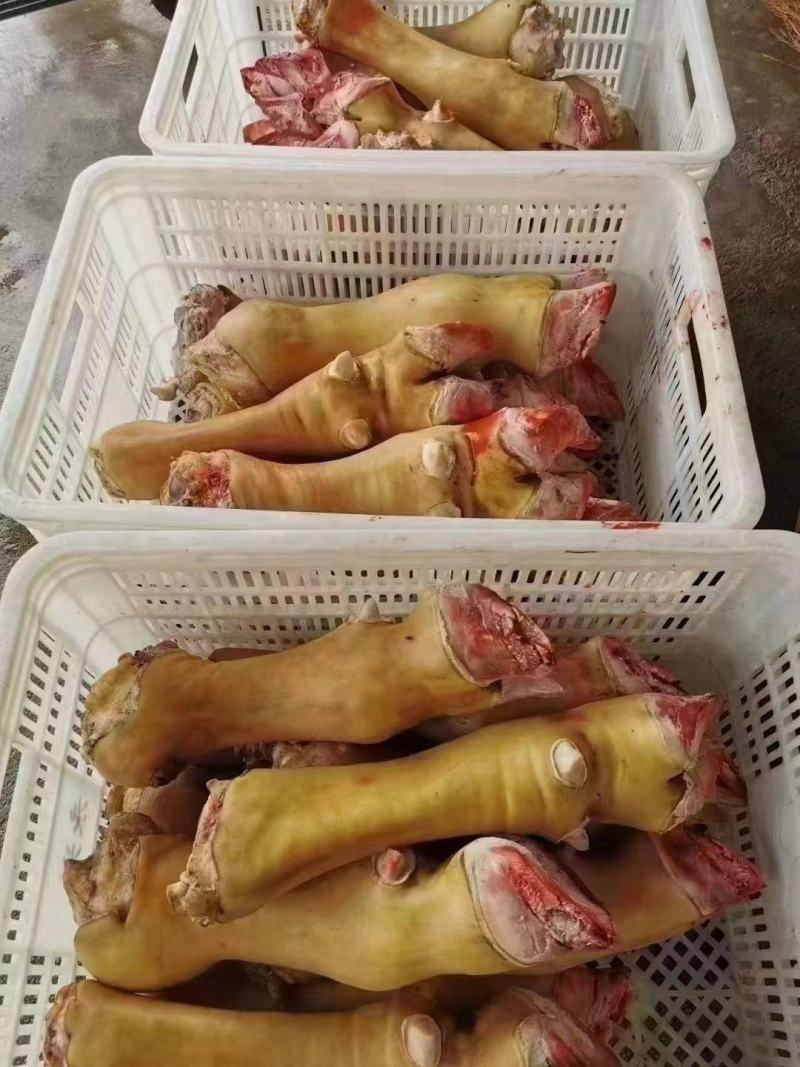 火烧牛蹄去毛干净清水冲洗大量有货牛蹄切块