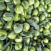 云南甘蓝，圆包菜小铁头新鲜优质，一手货源每天出货100吨