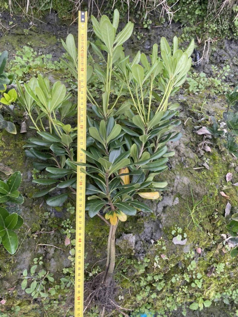海桐宝珠香40-50×25-35