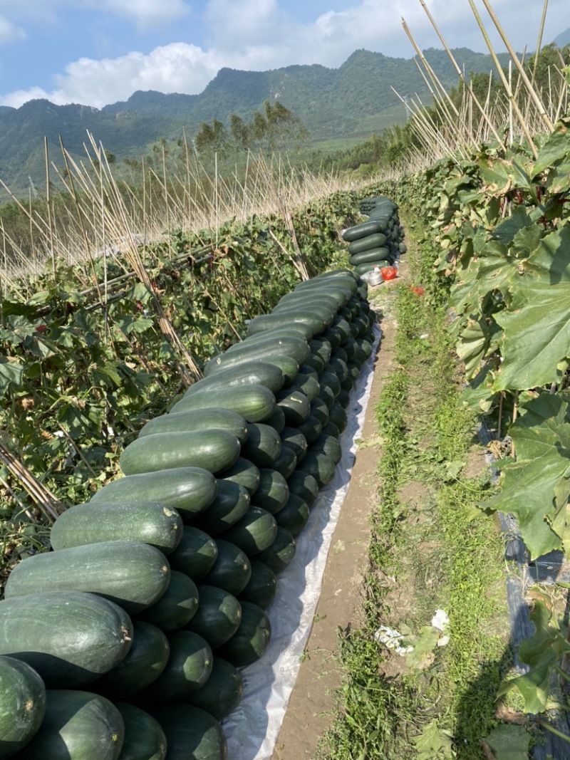 【荐】广东清远黑皮冬瓜产地直发品种齐全瓜皮乌黑有光泽