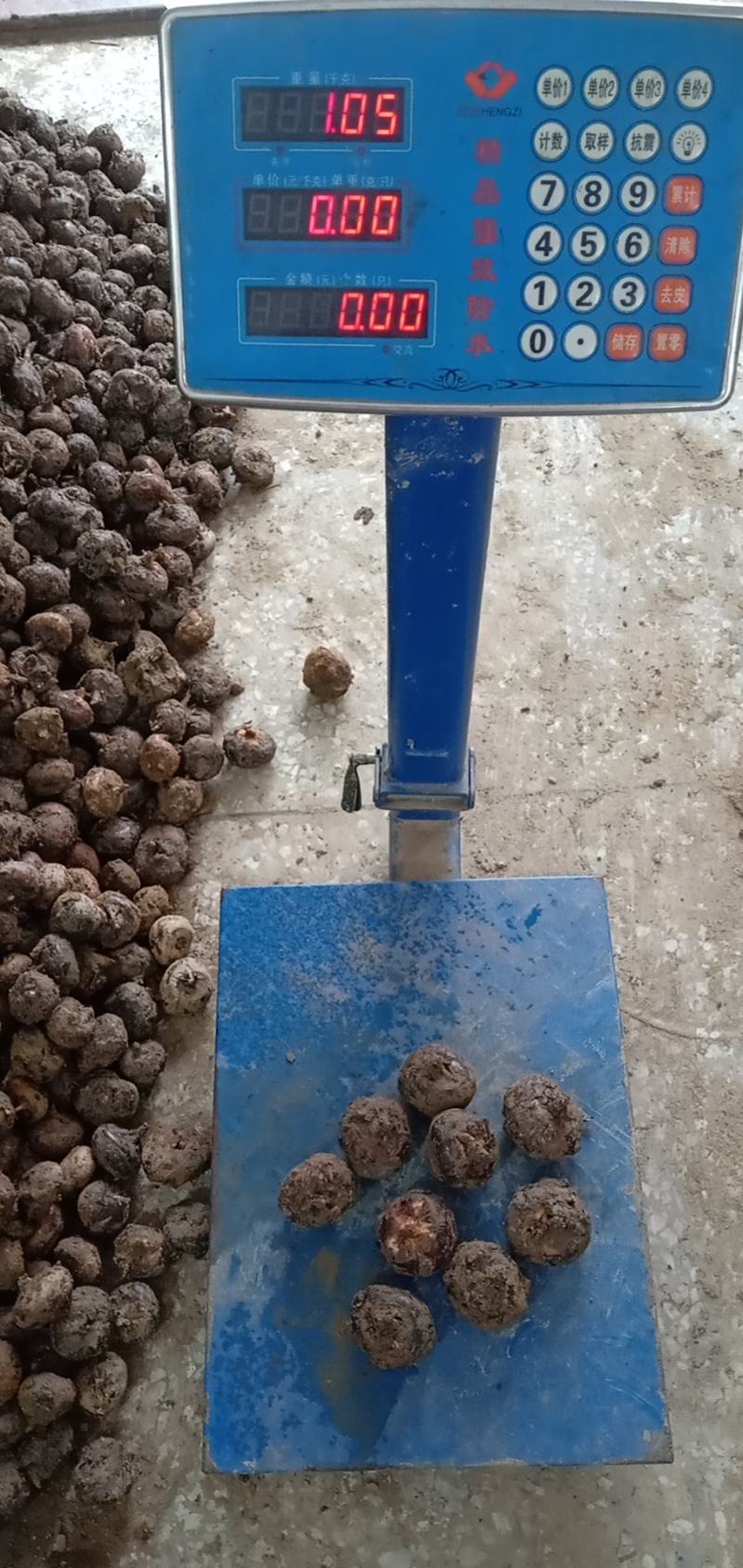 广西荔浦马蹄：何氏农产品合作社毛马蹄加工去皮马蹄