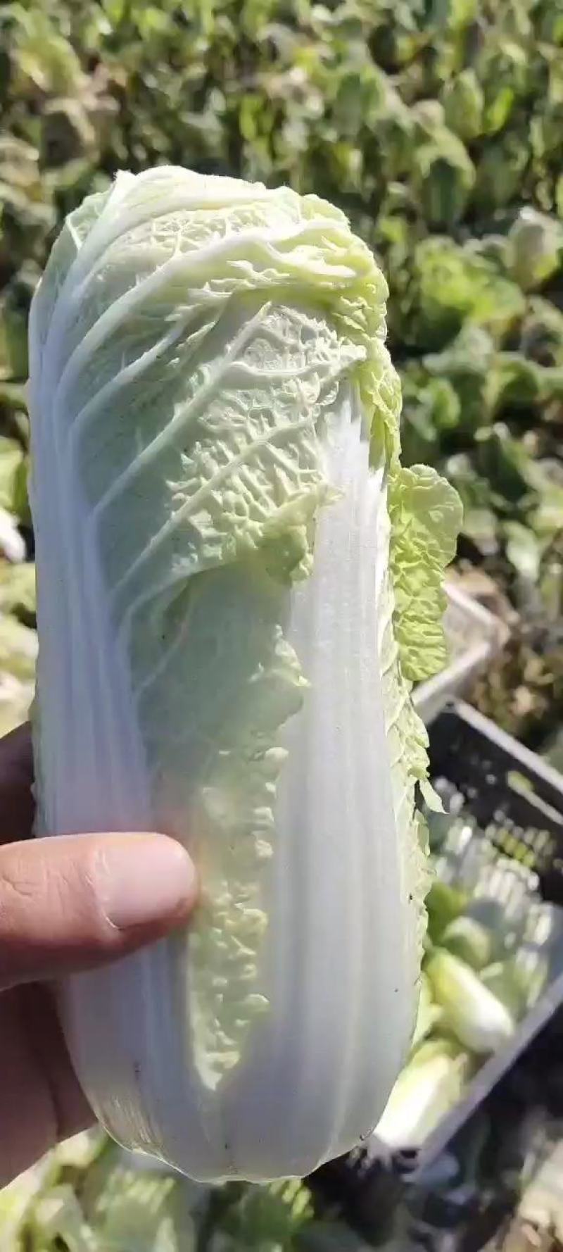 【精选】鄠邑区娃娃菜，产地直供，欢迎电话订购