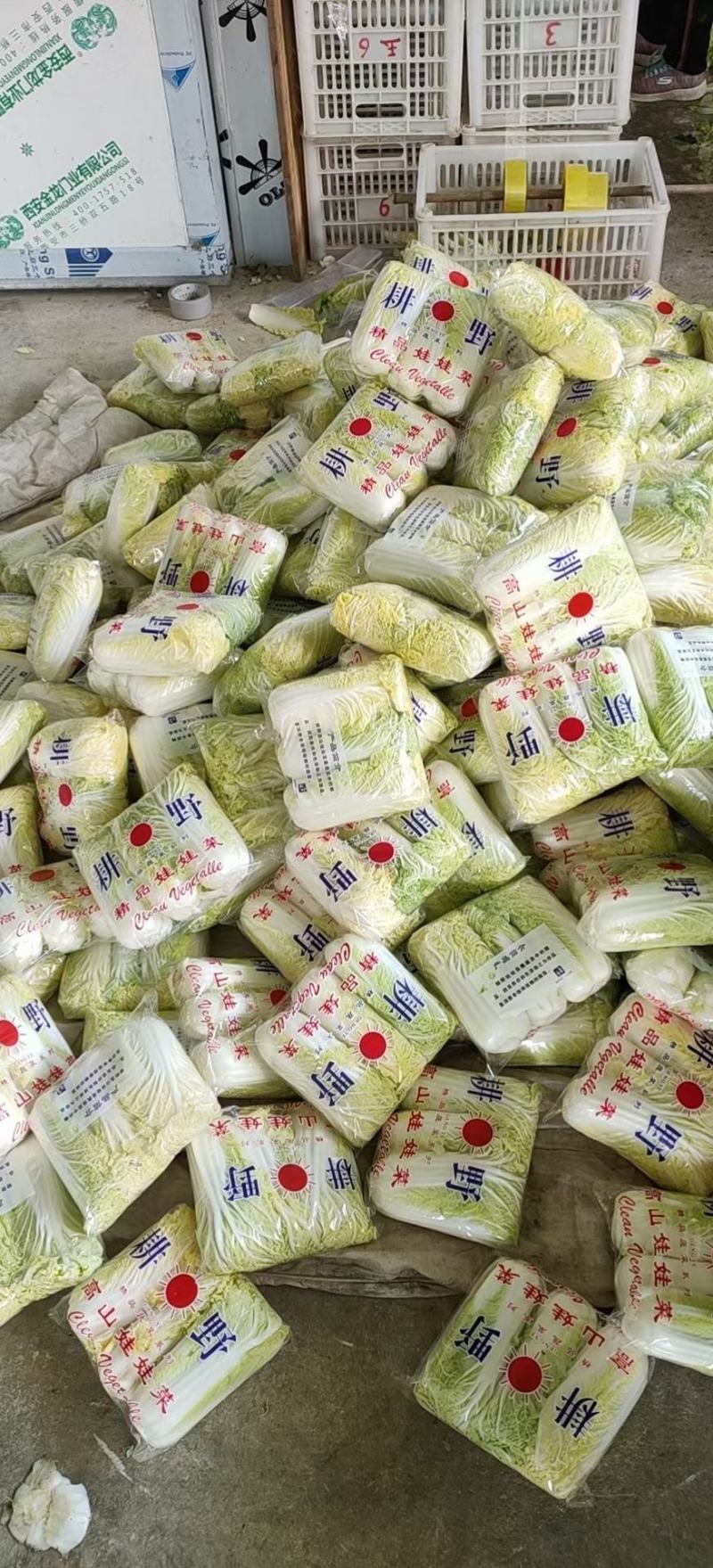 【精选】鄠邑区娃娃菜，产地直供，欢迎电话订购
