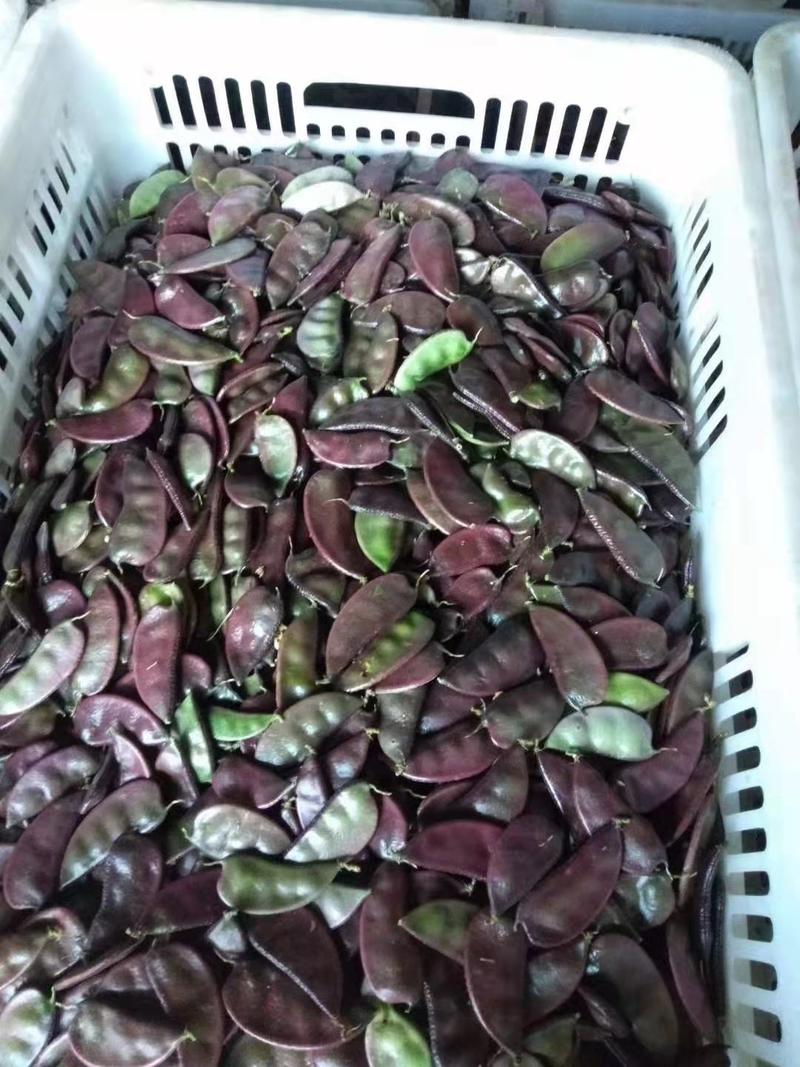 红边眉豆种子，早熟品种，厚肉型耐热优质，深紫红色，