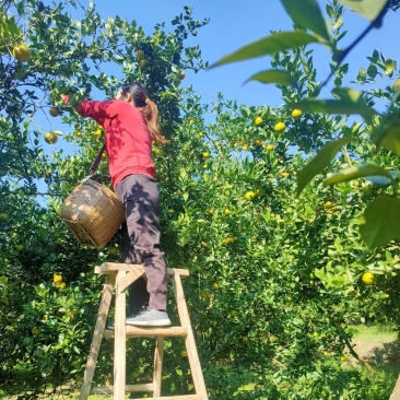 德庆县高良镇自产自销皇帝柑老树果现摘现发10斤装
