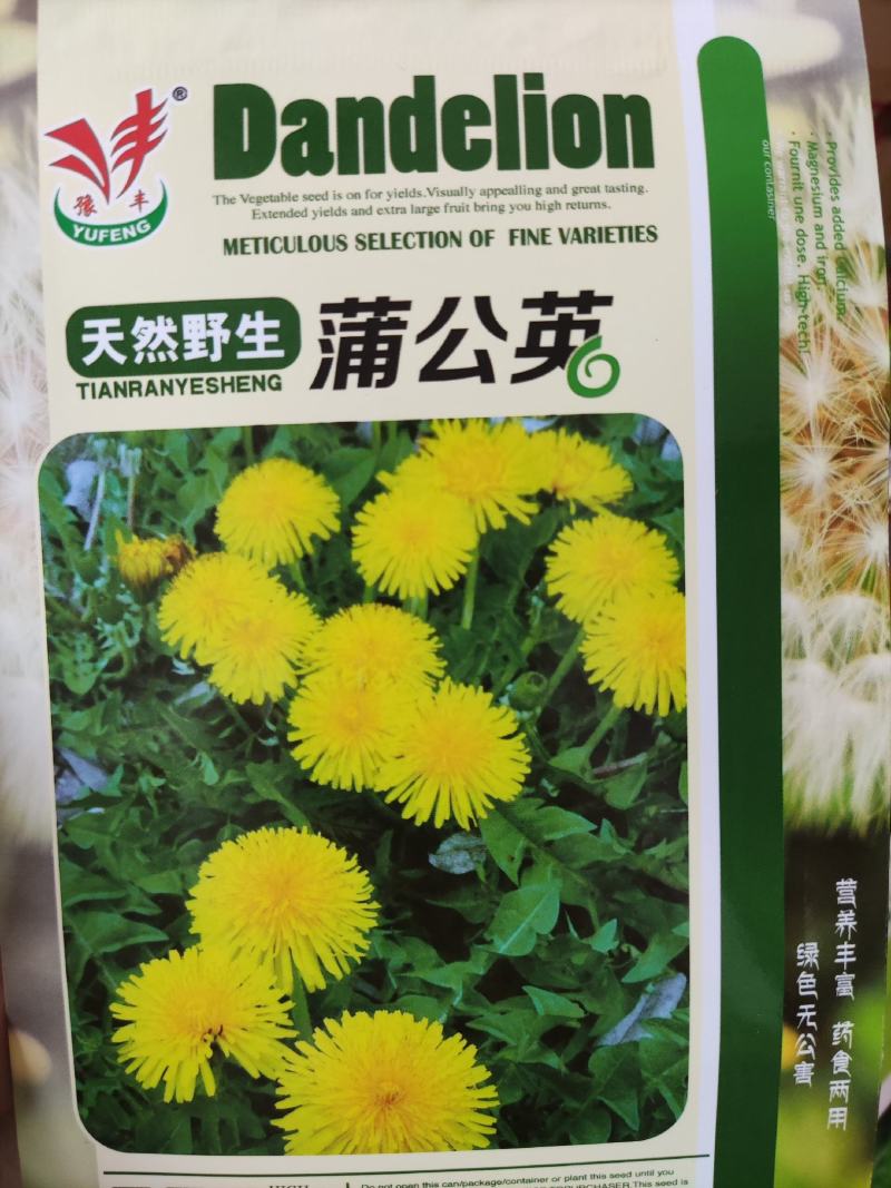 天然野生蒲公英种子