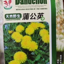 天然野生蒲公英种子