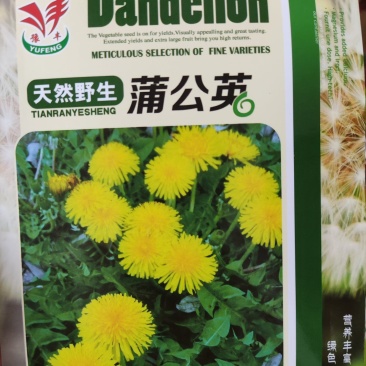 天然野生蒲公英种子