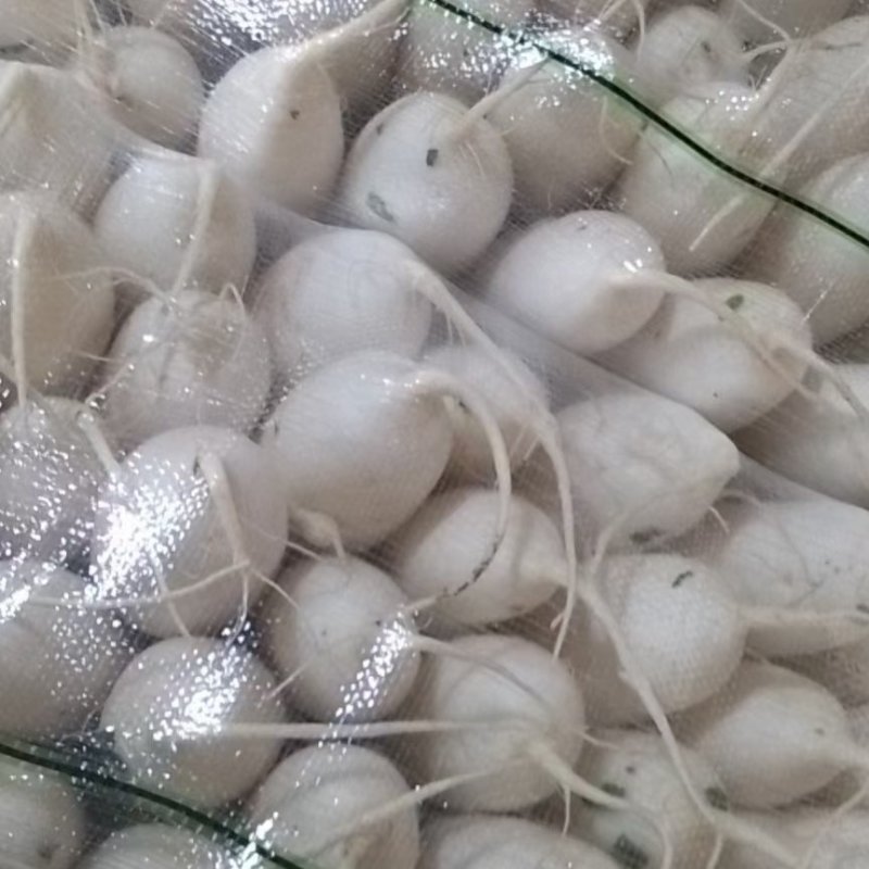 优质水洗白