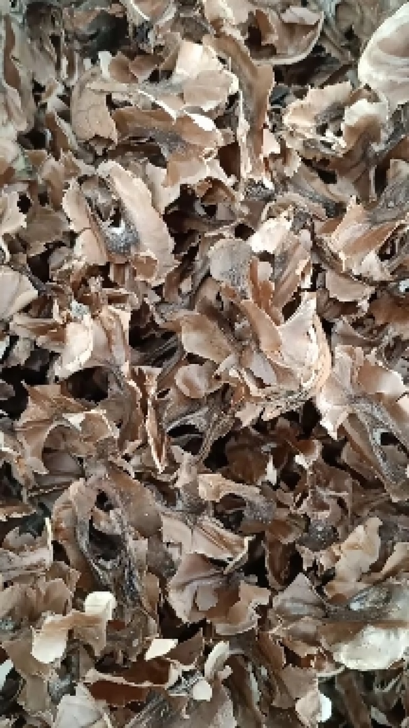 分心木，核桃隔核泡水质量保证现货供应欢迎咨询合作！