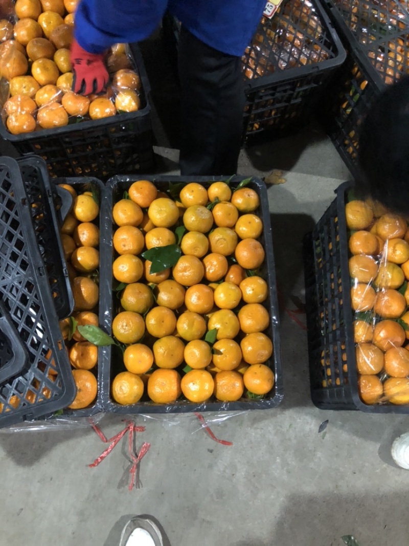 精品丑橘