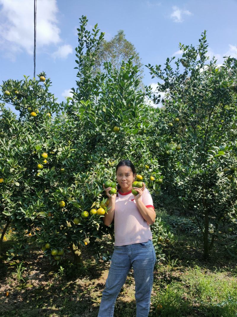 德庆县高良镇自产自销皇帝柑老树果现摘现发10斤装