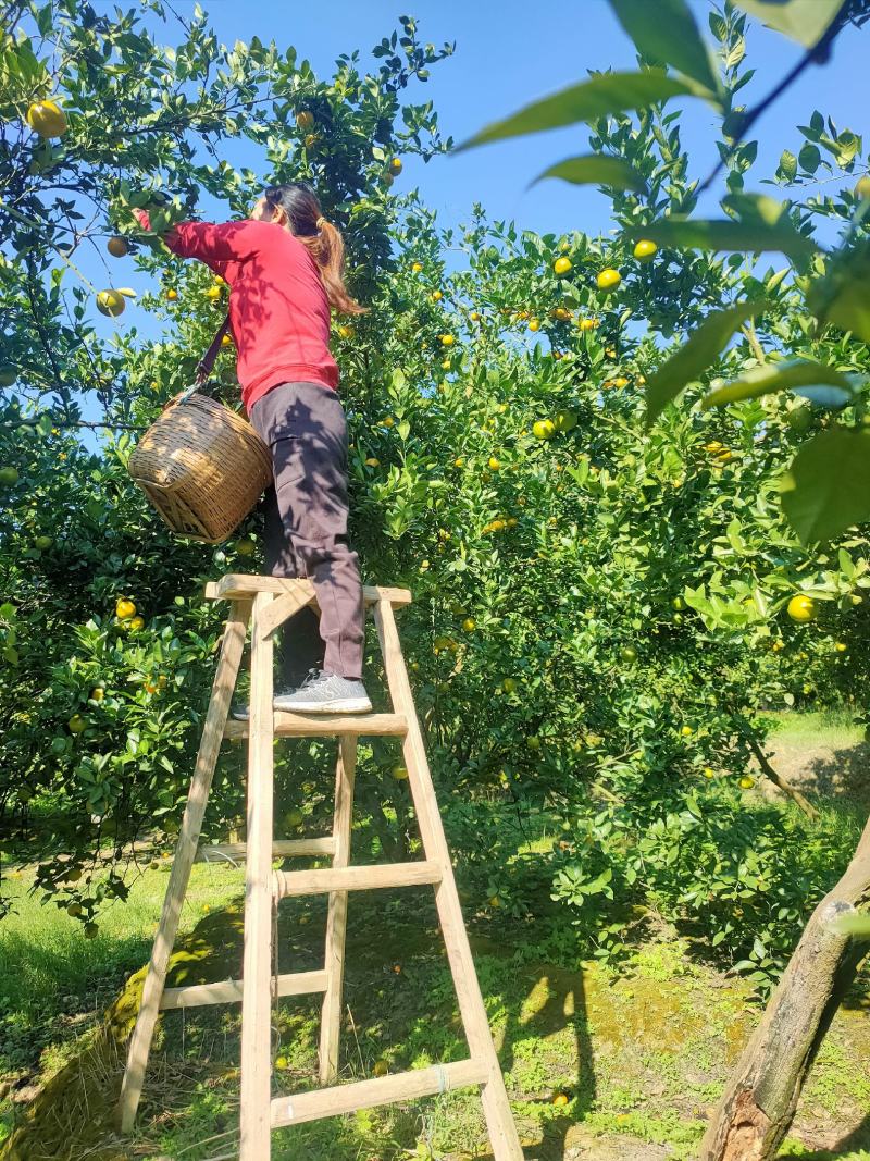 德庆县高良镇自产自销皇帝柑老树果现摘现发10斤装