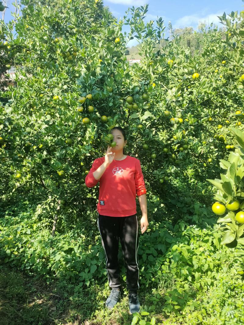 德庆县高良镇自产自销皇帝柑老树果现摘现发10斤装