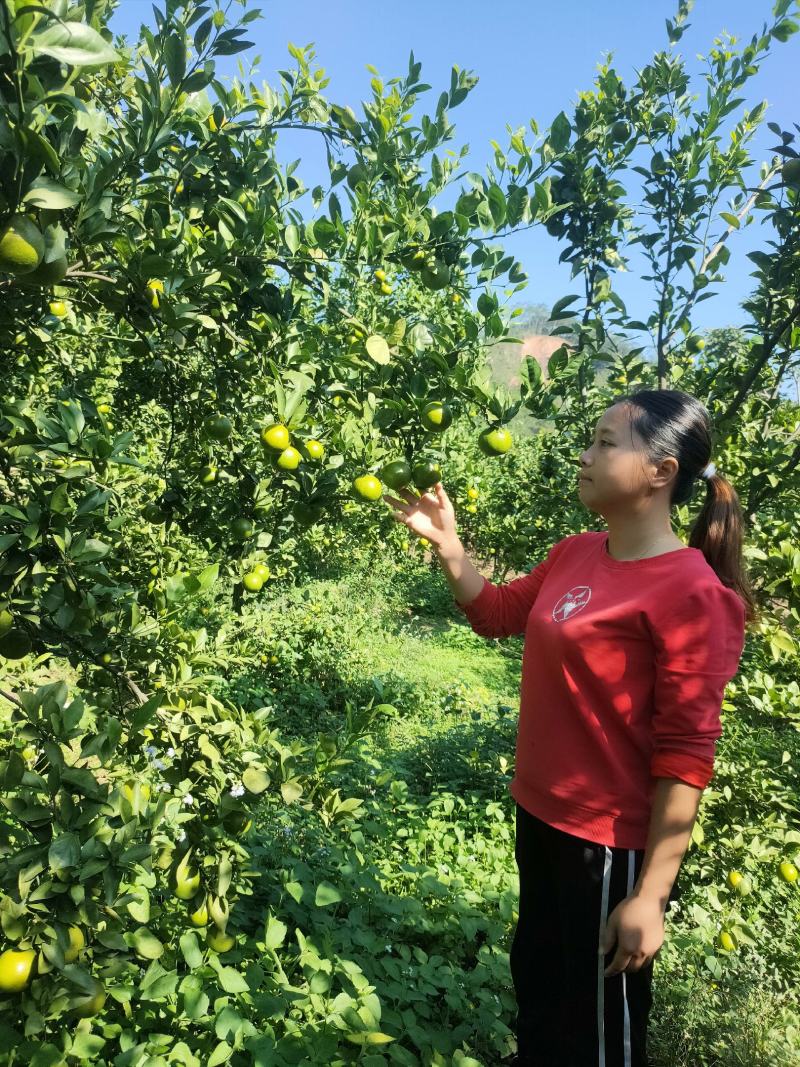 德庆县高良镇自产自销皇帝柑老树果现摘现发10斤装