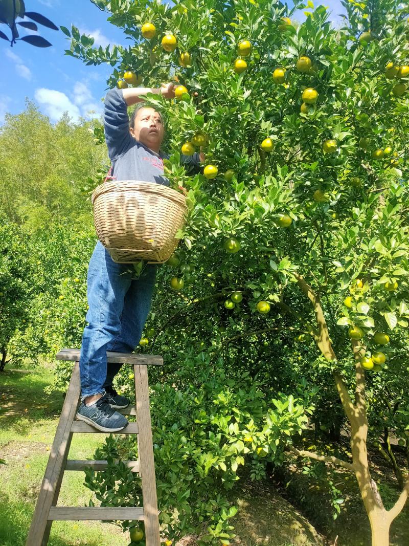 德庆县高良镇自产自销皇帝柑老树果现摘现发10斤装