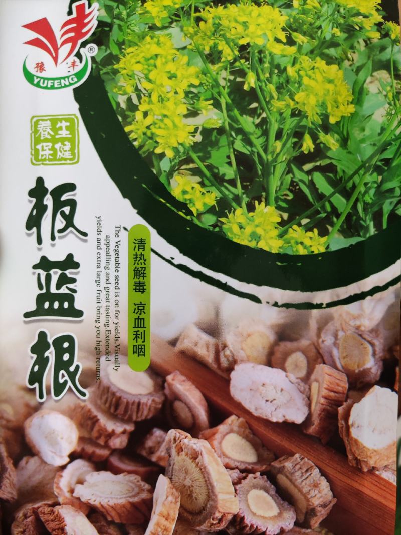 板蓝根种子