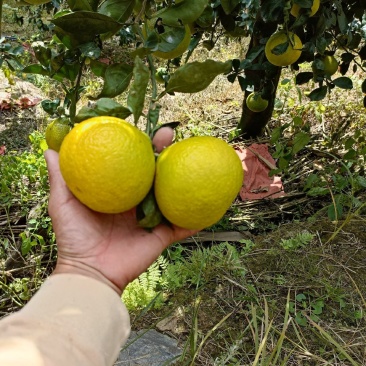 福建甜心柚桔柚柑橘产地直发价格便宜