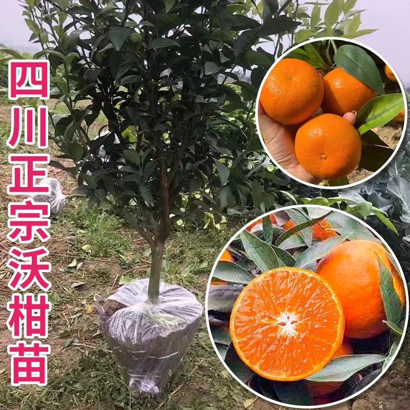 【品种纯正】沃柑苗爱媛38红美人现挖现发提供技术