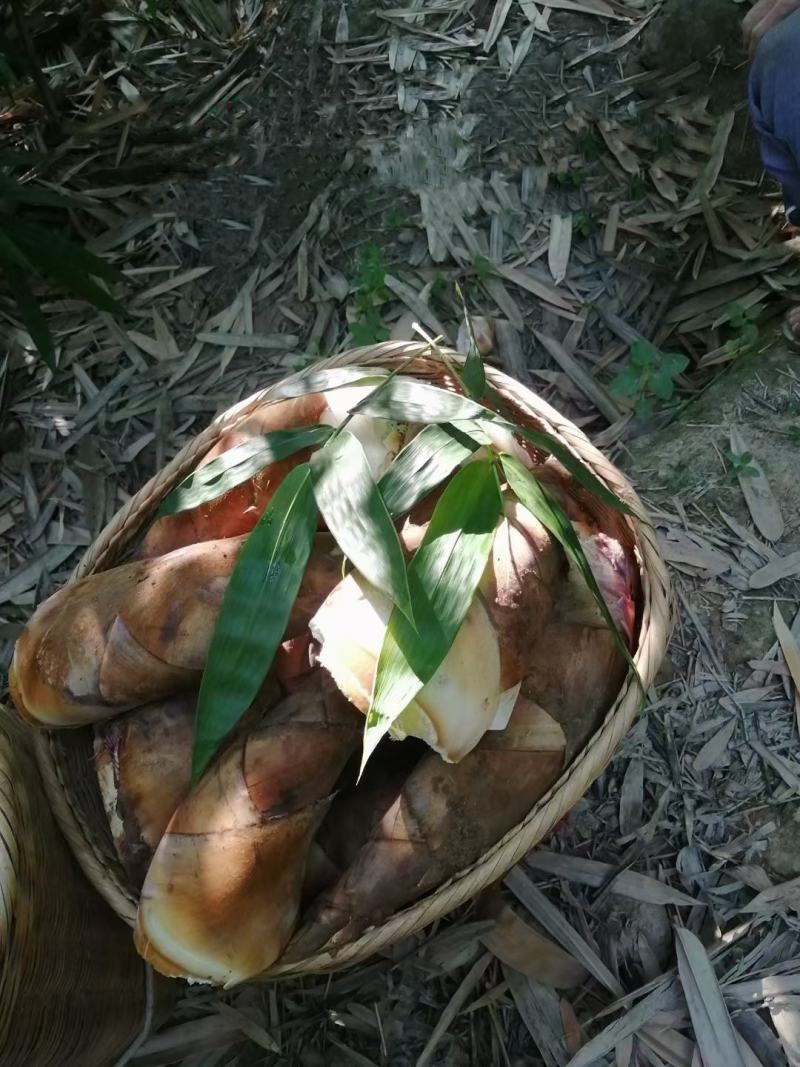 甜竹笋，甜笋甜竹笋的吃法在云南非常的多样，可以凉拌、可