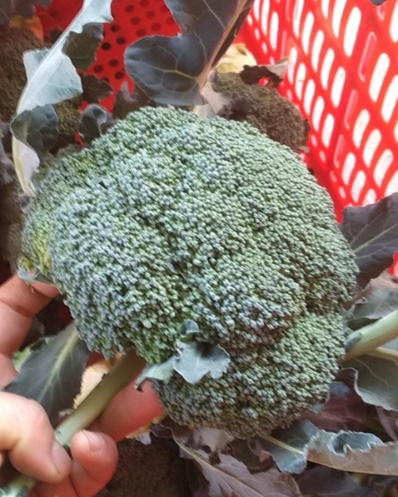 精品西兰花